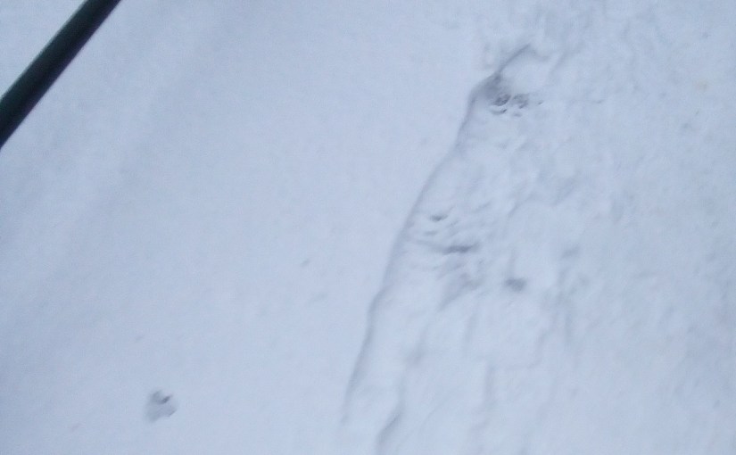 First snow ❄️ = chaos in&nbsp;Oslo.