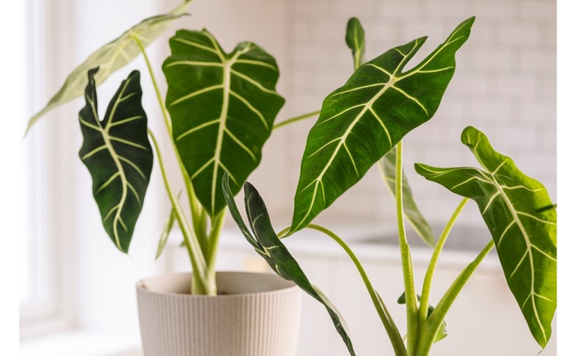 More sensetive to temperature during <em>perimenopause</em>.