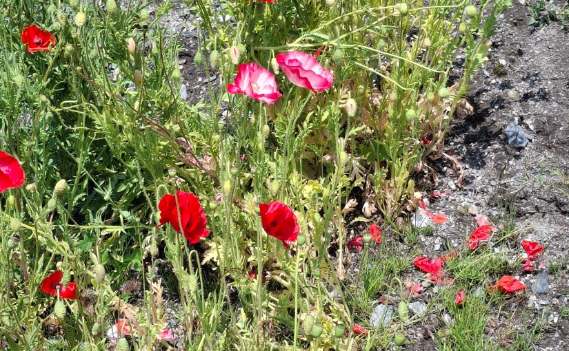 Summer break 2025. A mix of things I need to do and Adventures&nbsp;😉.